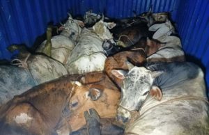 गौरक्षा दल ने हत्या के लिए ले जाए रहे गौवंश को बचाया
