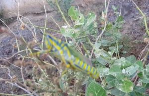 जिसने राजस्थान और दिल्ली को हिलाया : मेवात और पलवल से बैरंग