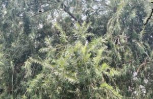 हत्या प्रयास का आरोपी गिरफ्तार, एक दिन का पुलिस रिमाण्ड