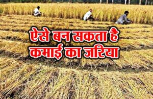 जानिए – अब पराली का कैसे किया जाएगा उपयोग, कंप्रेस्ड बायो गैस और खाद आवाज केसरी