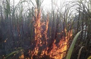 बिजली की चिंगारी से खेत में लगी आग में 10 एकड़ गन्ने की फसल राख