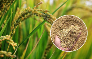 पढ़िए पूरी खबर….. धान की सरकारी खरीद कब हो रही शुरू